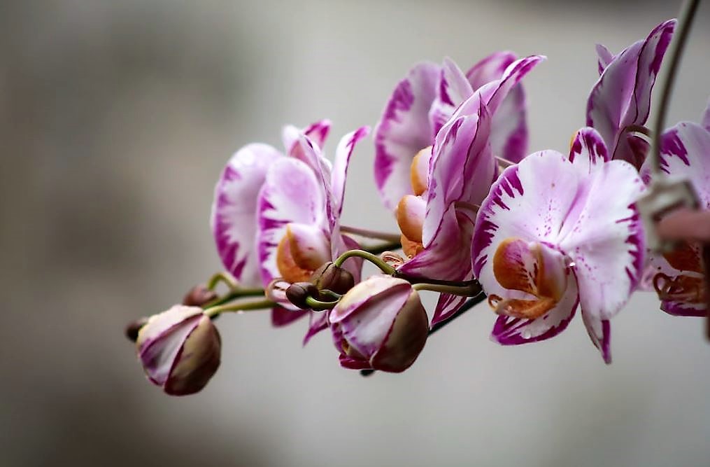 orchidée papillon