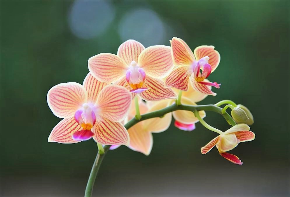 conseils entretien orchidée