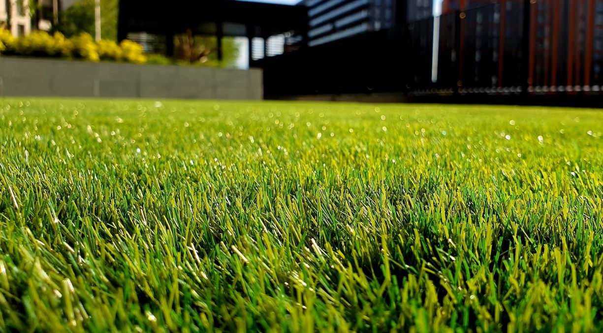 conseils entretien pelouse