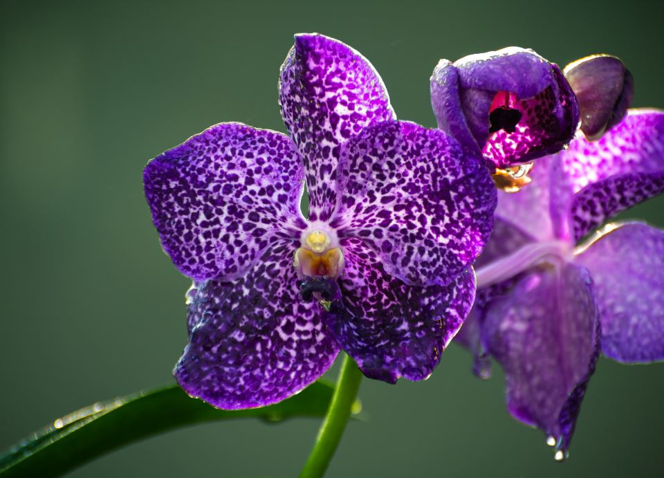 arrosage orchidée